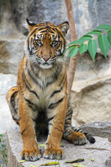 Portrait of a Bengal Tiger