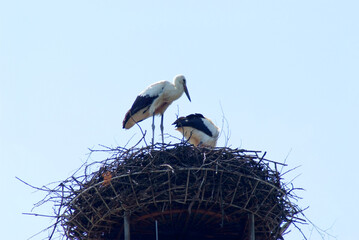 nido di cicogna