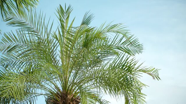 Palm Tree Leaves against sky