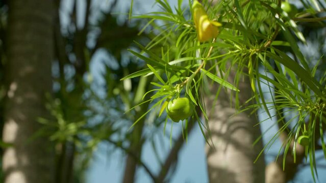 Green Thevetia Peruviana or Lucky Nut Fruit with Yellow Trumpet Shape Flower Swaying on Branch in Tropical Park - Close-up