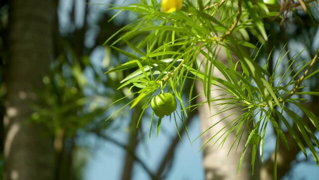Green Thevetia Peruviana Fruit in in Tropical Nature Garden