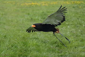 A portrait of a Bateleur flying over a meadow. This animals is equipped with leather straps, because it is the bird of a falconer