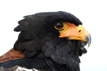A portrait of a Bateleur against a bright sky
