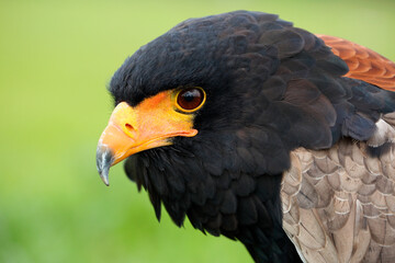 Portrait of a Bald Eagle with the translucent eyelid over its eye
