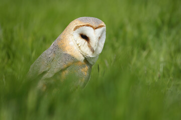 A portrait of a Barn Owl resting in a meadow
