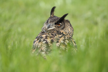 A portrait of an adult Eurasian Eagle Owl resting in a meadow
