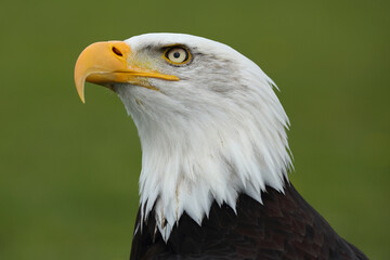 Obraz premium A portrait of a Bald Eagle against a green background looking up 
