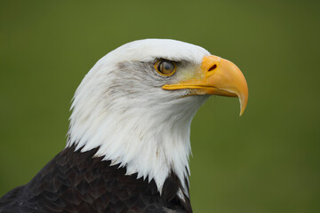 Portrait of a Bald Eagle with the translucent eyelid over its eye
