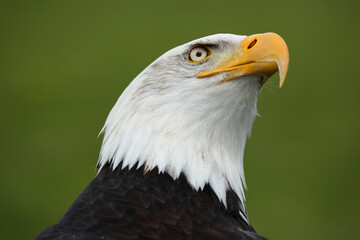 A portrait of a Bald Eagle against a green background looking up
