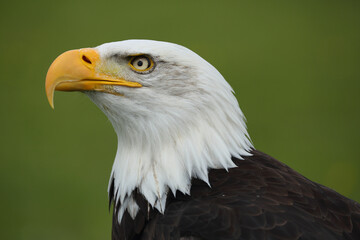 A portrait of a Bald Eagle against a green background
