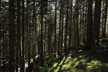 green fir forest in the sunlight
