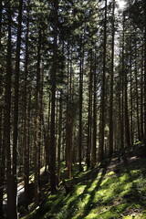 green fir forest in the sunlight
