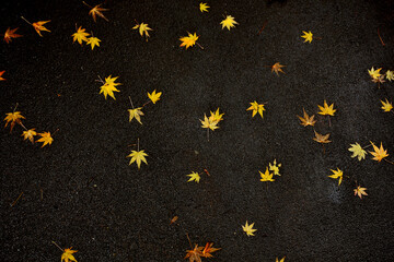 地面に落ちた紅葉