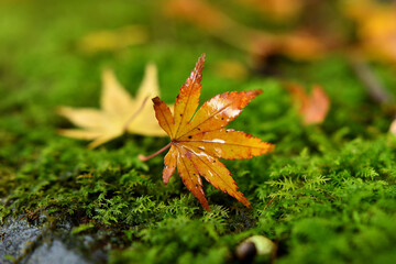 苔の上に落ちら紅葉