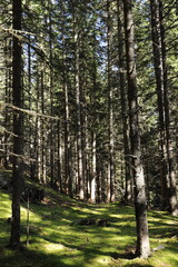 green fir forest in the sunlight
