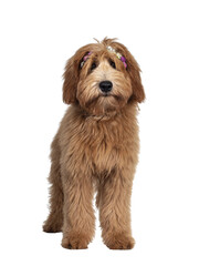 Naklejka na ściany i meble Cute red / abricot Australian Cobberdog / Labradoodle dog pup, laying down side ways standing facing front wearing pink /white flowers Isolated on transparent background.