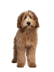 Fotobehang Cute red / abricot Australian Cobberdog / Labradoodle dog pup, laying down side ways standing facing front wearing pink /white flowers Isolated on transparent background. © Nynke