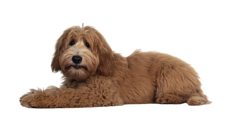 Cute red / abricot Australian Cobberdog / Labradoodle dog pup, laying down side ways. Mouth closed....