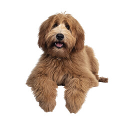 Cute red / abricot Australian Cobberdog / Labradoodle dog pup, laying down facing front. Mouth open, pink tongue out. Isolated on transparent background.  Paws hanging over edge.