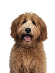 Head shot of cute Australian Cobberdog / Labradoodle dog pup. Mouth open, pink tongue out. Isolated on transparent background.
