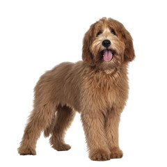 Cute red / abricot Australian Cobberdog / Labradoodle dog pup, standing side ways. Looking at...