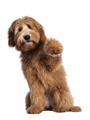 Cute red / abricot Australian Cobberdog / Labradoodle dog pup, sitting up with one paw high in air....