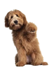 Fototapeten Cute red / abricot Australian Cobberdog / Labradoodle dog pup, sitting up with one paw high in air. Mouth closed. Isolated on transparent background. © Nynke