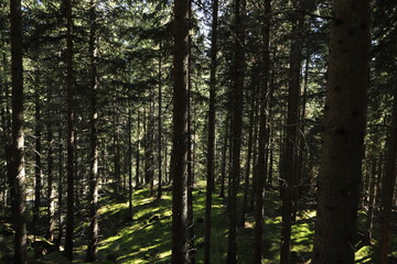Fototapeta na wymiar green fir forest in the sunlight 