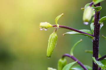 Lily plant after rain. Plants in water drops close up. Macro nature details on summer field.