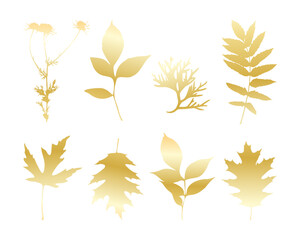Fototapeta premium Gold leaves isolated , set leave and camomile, white background. Vector illustration
