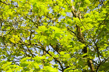 Fototapeta premium Natural park in spring, stream, paths, green grass, young leaves, flowers, nettle, fern, texture.