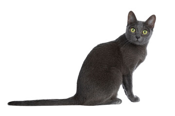 Silver tipped blue adult Korat cat laying down side ways and looking straight at camera with green...