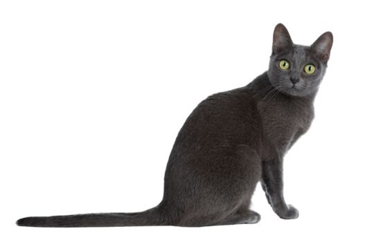 Silver tipped blue adult Korat cat laying down side ways and looking straight at camera with green eyes, isolated on transparent background.