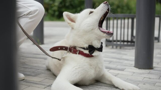 White Husky dog. Husky dog with a bow tie.