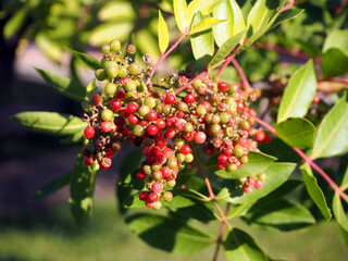 A branch of a Brazilian pepper tree with pink berries.