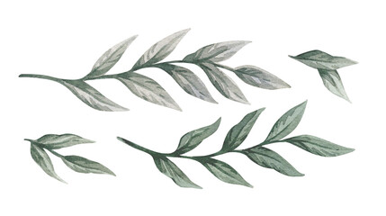 Watercolor vintage illustrations with branches and green leaves isolated on white background.
