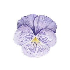Fototapeta premium Watercolor illustration with vintage violet pansy flower isolated on white background.
