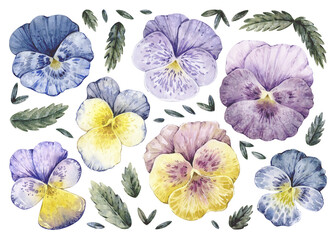 Set of watercolor illustrations with vintage pansy flowers and leaves isolated on white.