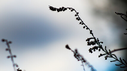 Bruyères sauvages, dans la forêt des Landes de Gascogne