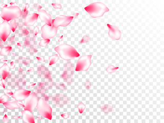Pink sakura petals confetti flying and falling
