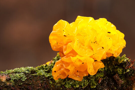 Pilz Tremella mesenterica Goldgelber Zitterling auf einem Ast
