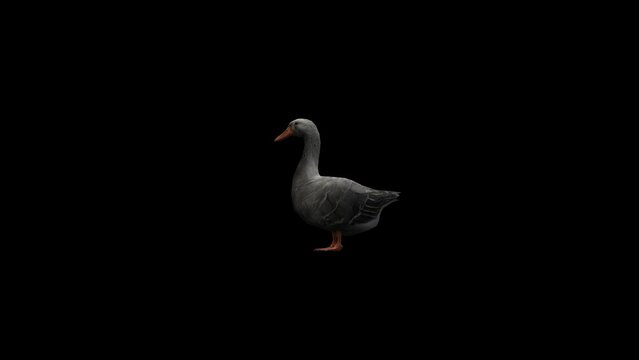 Farm Animal Goose Transparent Alpha Animation