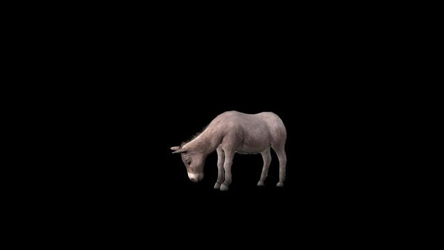 Farm Animal Donkey Transparent Alpha Animation