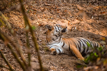 Male tiger looking at tourist in Junona buffer zone of Tadoba Andhari Tiger Reserve - obrazy, fototapety, plakaty