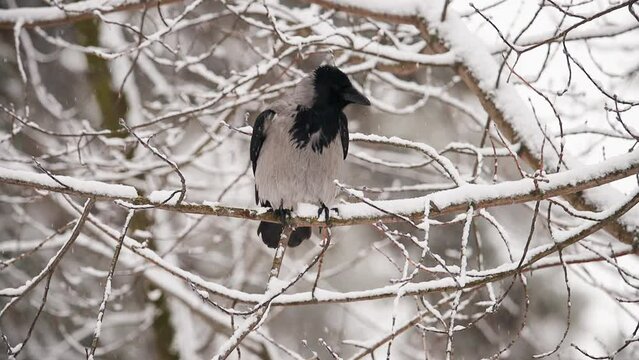 crow in snowfall cleans feathers slow motion