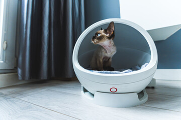 Devon Rex cat on a smart bed with thermoregulation. High quality photo