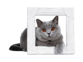 Sweet young adult solid blue British Shorthair cat kitten laying side ways in white photo frame with one paw over edge, looking at lens with orange eyes , isolated cutout on transparent background