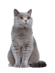 Sweet young adult solid blue British Shorthair cat kitten sitting up, looking to the side with orange eyes , isolated cutout on transparent background - obrazy, fototapety, plakaty