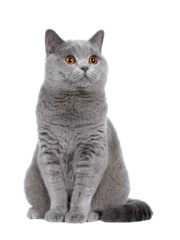 Schilderijen op glas Sweet young adult solid blue British Shorthair cat kitten sitting up, looking to the side with orange eyes , isolated cutout on transparent background © Nynke