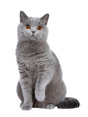 Sweet young adult solid blue British Shorthair cat kitten sitting up front view, looking at camera...